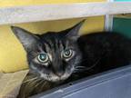Adopt Meow Meows a All Black Domestic Mediumhair / Domestic Shorthair / Mixed