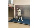 Adopt 55864016 a Black Husky / Mixed dog in Fort Worth, TX (41393037)