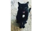 Adopt Odin a Black (Mostly) Domestic Shorthair / Mixed (short coat) cat in