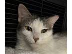 Adopt Summertime Blues a Gray or Blue Domestic Shorthair / Mixed Breed (Medium)