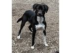 Adopt Kobe a Black Mixed Breed (Medium) / Mixed dog in Atchison, KS (41413143)