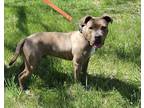 Adopt Carson a Gray/Blue/Silver/Salt & Pepper American Pit Bull Terrier / Mixed