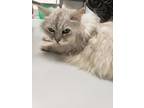 Adopt Fleur a White Domestic Longhair / Mixed Breed (Medium) / Mixed (short