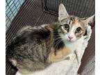 Adopt Nashville a Orange or Red Domestic Shorthair / Domestic Shorthair / Mixed