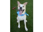 Adopt Apollo a Tan/Yellow/Fawn Husky / Mixed dog in Jacksonville, NC (41413131)