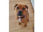 Adopt Maverick - Foster Needed a Boxer / Rottweiler dog in Denver, CO (39216458)