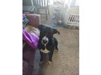 Adopt Draco a Black - with White Labrador Retriever / Mastiff / Mixed dog in