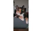 Adopt Maxi a Calico or Dilute Calico Calico (medium coat) cat in Streamwood