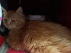 Adopt Fiery a Orange or Red Domestic Shorthair / Domestic Shorthair / Mixed cat