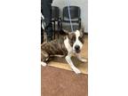 Adopt Cassie a Brindle American Pit Bull Terrier / Mixed Breed (Medium) / Mixed