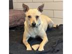 Adopt Sofia a Tan/Yellow/Fawn Australian Kelpie / Mixed dog in San Francisco