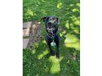 Adopt Duchess a Black Labrador Retriever / Great Dane / Mixed dog in Danville