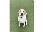 Adopt Carl a White Hound (Unknown Type) / Mixed Breed (Medium) / Mixed (short