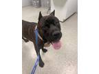 Adopt Shadow a Brindle Cane Corso / Mixed (short coat) dog in Key West