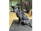 Adopt May a Black Catahoula Leopard Dog / Mixed dog in Harbor Springs