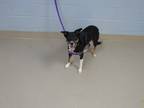 Adopt 5/15/24 Belle a Black Border Collie / Mixed dog in Wichita Falls