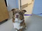 Adopt 5/15/24 Colby a Red/Golden/Orange/Chestnut Australian Shepherd / Mixed dog