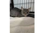 Adopt Persian a Gray or Blue Domestic Shorthair / Domestic Shorthair / Mixed cat