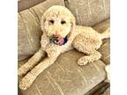 Adopt LOLA a Tan/Yellow/Fawn Labradoodle / Mixed dog in Palm Desert