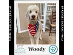 Adopt Woody 042724 a White Standard Poodle / Mixed dog in Kimberton