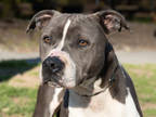 Adopt ANNA a Gray/Blue/Silver/Salt & Pepper American Pit Bull Terrier / Mixed