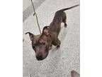 Adopt Arbys a Merle American Pit Bull Terrier / Mixed Breed (Medium) / Mixed