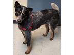 Adopt Ike a Black Australian Cattle Dog / Mixed dog in Baraboo, WI (41199700)