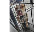 Adopt French Fry a Brown/Chocolate American Pit Bull Terrier / Mixed dog in