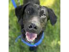 Adopt Redford a Black Labrador Retriever / Mixed dog in Itasca, IL (41401166)