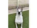 Adopt OCEAN a White Husky / Terrier (Unknown Type, Small) / Mixed dog in San