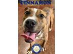 Adopt Cinnamon a Brown/Chocolate Boxer / Mixed dog in shelbyville, KY (41413157)