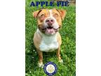 Adopt Apple Pie a Tan/Yellow/Fawn American Pit Bull Terrier / Mixed Breed