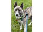 Adopt Isabella a Gray/Silver/Salt & Pepper - with White Shepherd (Unknown Type)