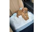 Adopt Coco a Brown/Chocolate - with White Cavapoo / Mixed dog in North