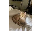 Adopt George a Orange or Red Tabby Tabby / Mixed (short coat) cat in Frisco