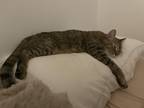Adopt Alison a Brown Tabby American Shorthair / Mixed (short coat) cat in Miami