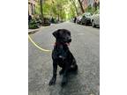 Adopt Sarah Lacina a Black Mixed Breed (Medium) dog in New York, NY (41399246)