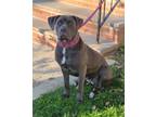 Adopt Saige a Gray/Silver/Salt & Pepper - with White Cane Corso / American Pit