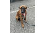 Adopt Jimmy a Brown/Chocolate Australian Shepherd dog in Oak Bluffs