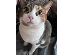 Adopt Palusa a Tan or Fawn (Mostly) American Shorthair / Mixed (short coat) cat