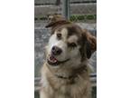 Adopt Hoagy a Brown/Chocolate - with Black Alaskan Malamute / Siberian Husky dog