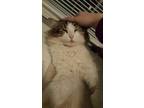 Adopt Bobby a Brown Tabby Domestic Mediumhair / Mixed (medium coat) cat in