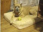 Adopt Olivia a Tan/Yellow/Fawn German Shepherd Dog / American Pit Bull Terrier /