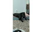 Adopt Beau a Black American Pit Bull Terrier / Mixed dog in Sacramento