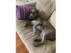 Adopt Lila a Gray/Blue/Silver/Salt & Pepper American Pit Bull Terrier dog in
