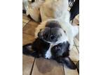 Adopt Silver a Tricolor (Tan/Brown & Black & White) St. Bernard dog in Cottage