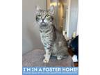 Adopt Toga Party a Gray or Blue Domestic Shorthair / Domestic Shorthair / Mixed