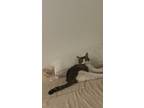 Adopt Adam a Spotted Tabby/Leopard Spotted American Shorthair / Mixed (medium