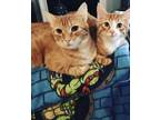Adopt Lexi a Orange or Red Tabby Domestic Shorthair / Mixed (short coat) cat in