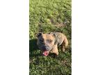 Adopt Sage a Tan/Yellow/Fawn - with White Staffordshire Bull Terrier / Mixed dog